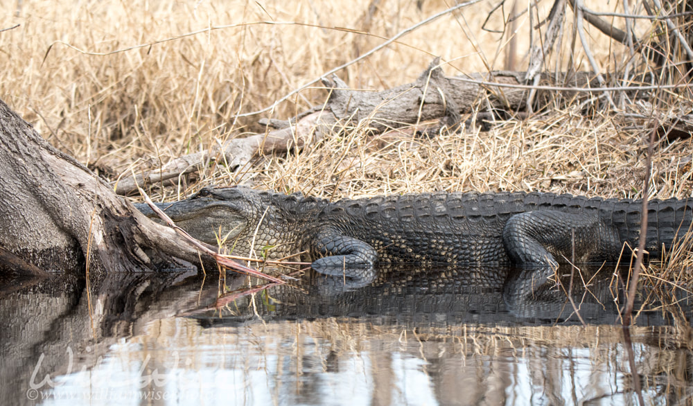 Large alligator basking on the bank of Okefenokee Suwannee Sill Recreation Area Georgia USA Picture