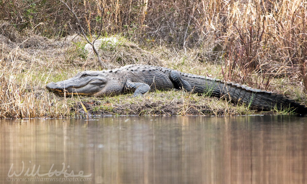 Large alligator basking on the bank of Okefenokee Suwannee Sill Recreation Area  Georgia USA Picture