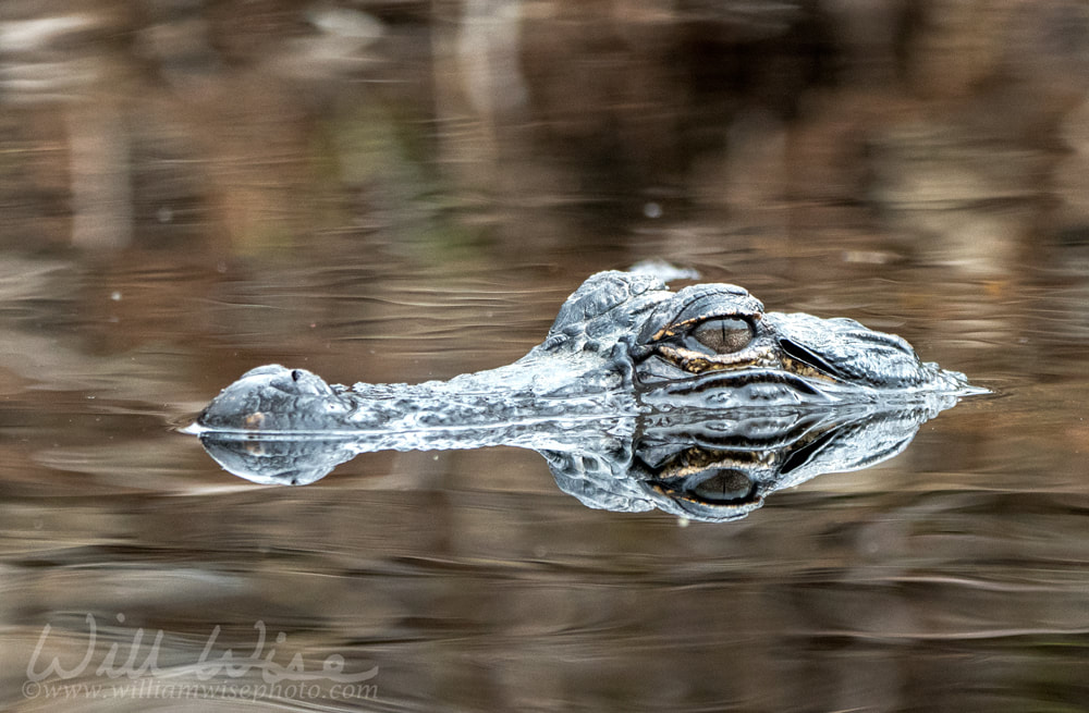 Young alligator swimming in Okefenokee Swamp  eyes peering out of blackwater Picture