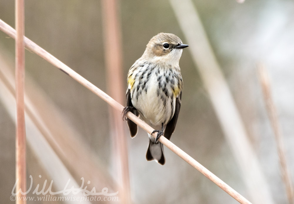 Yellow Rumped Warbler songbird Picture