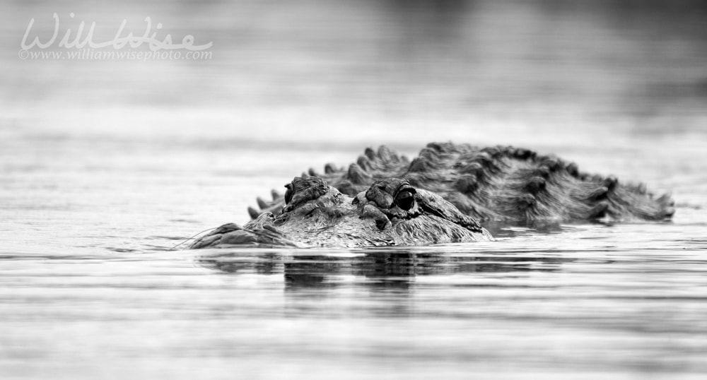 Large alligator swimming in water  black and white photo Picture