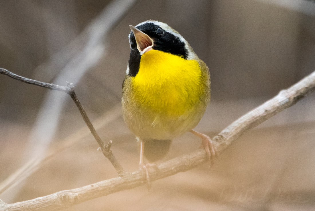 Common Yellowthroat Picture
