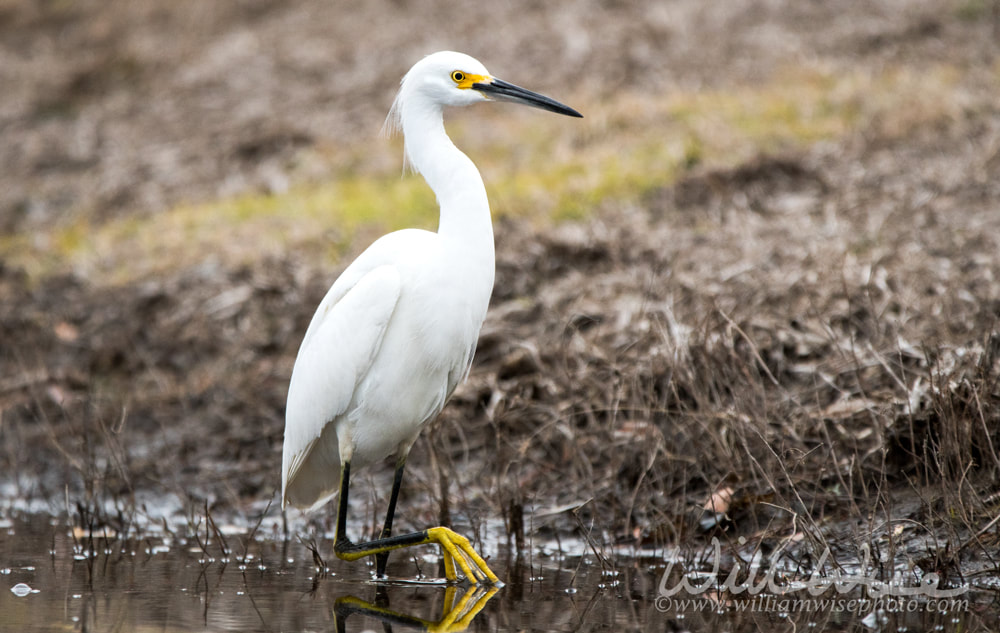 Snowy Egret in the Okefenokee Swamp National Wildlife Refuge Georgia Picture