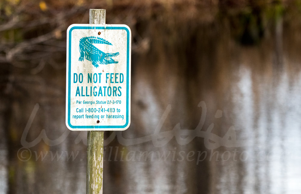 Caution Do Not Feed Alligators Warning sign in the Okefenokee Swamp Picture