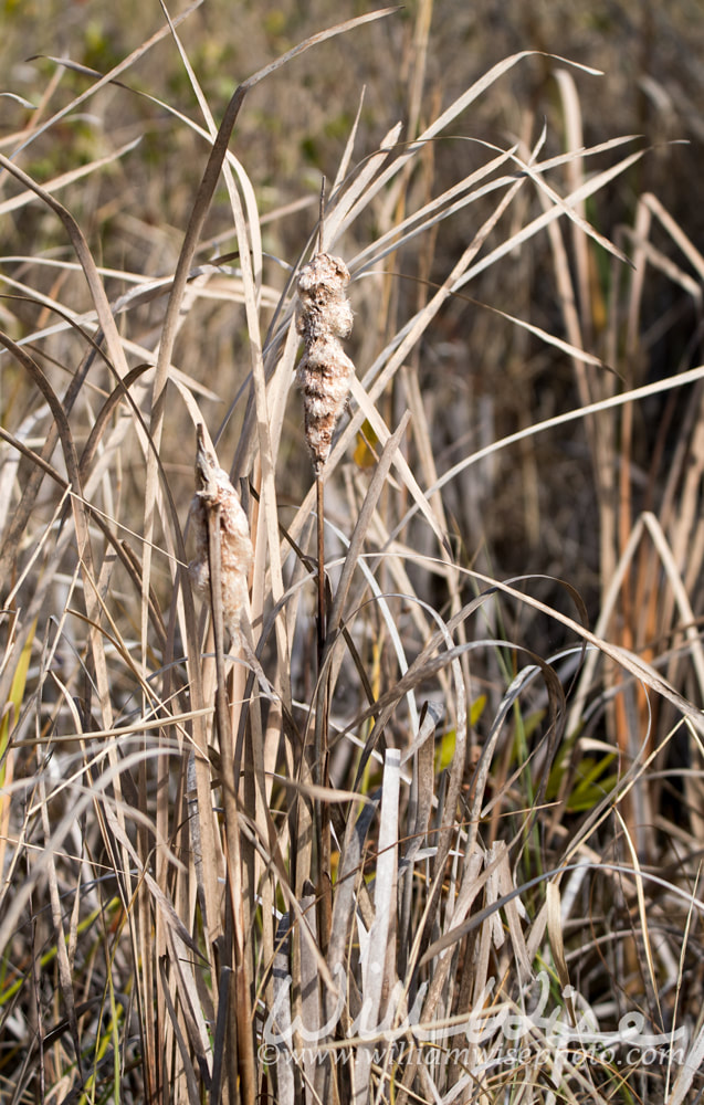 Typha cattail marsh plants on Chesser Prairie in the Okefenokee Swamp Picture