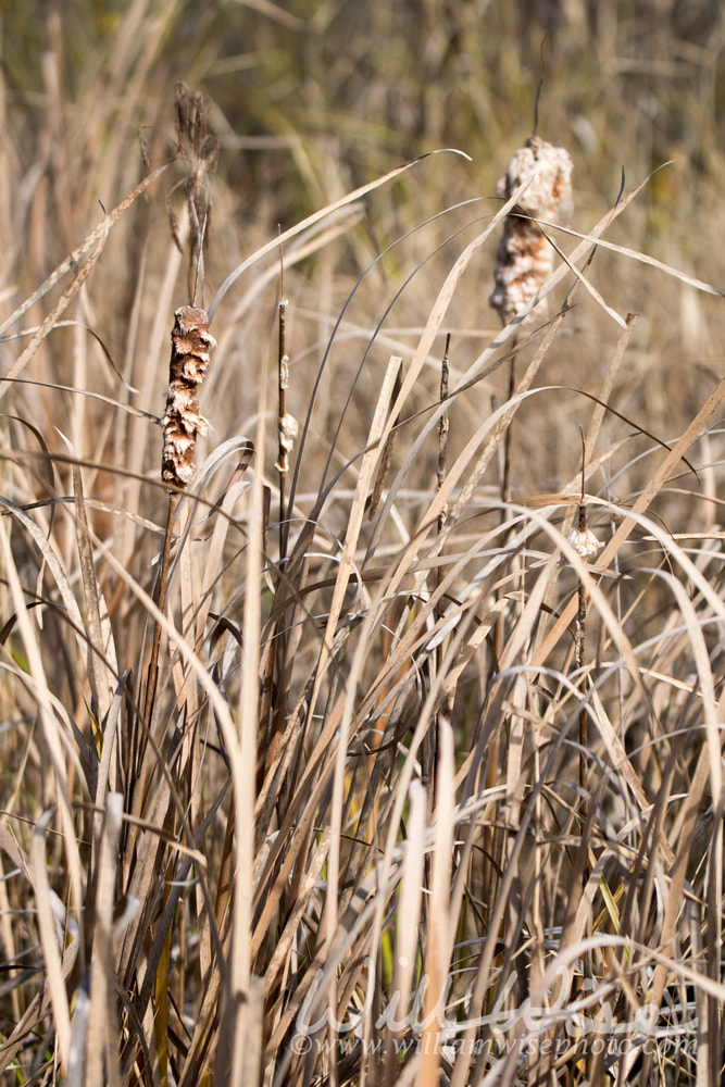 Okefenokee Swamp Cattail Picture