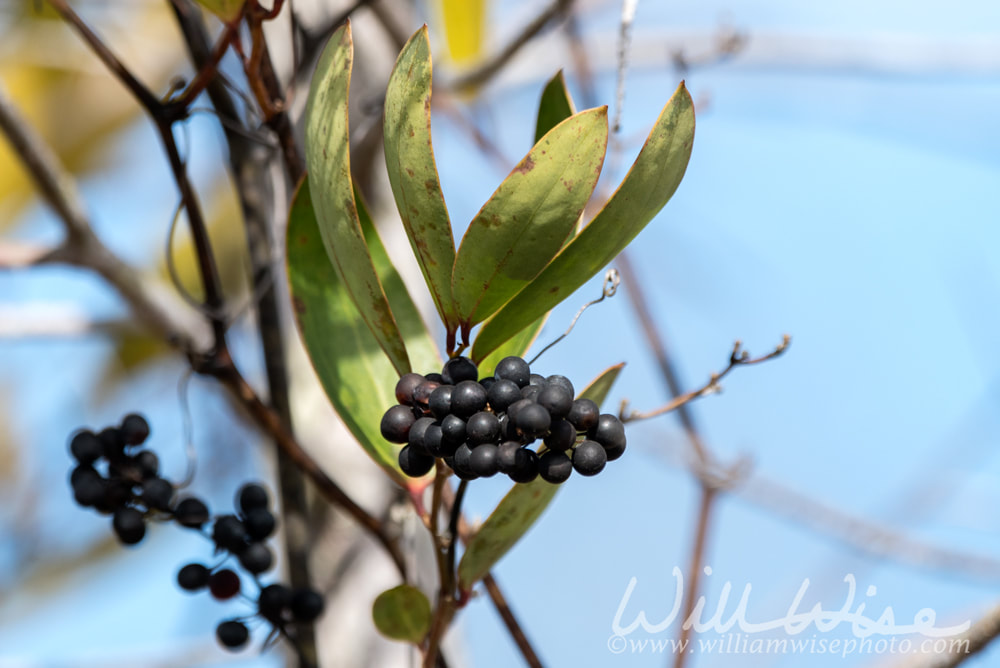Laurel Leaf Greenbrier vine and berries Picture