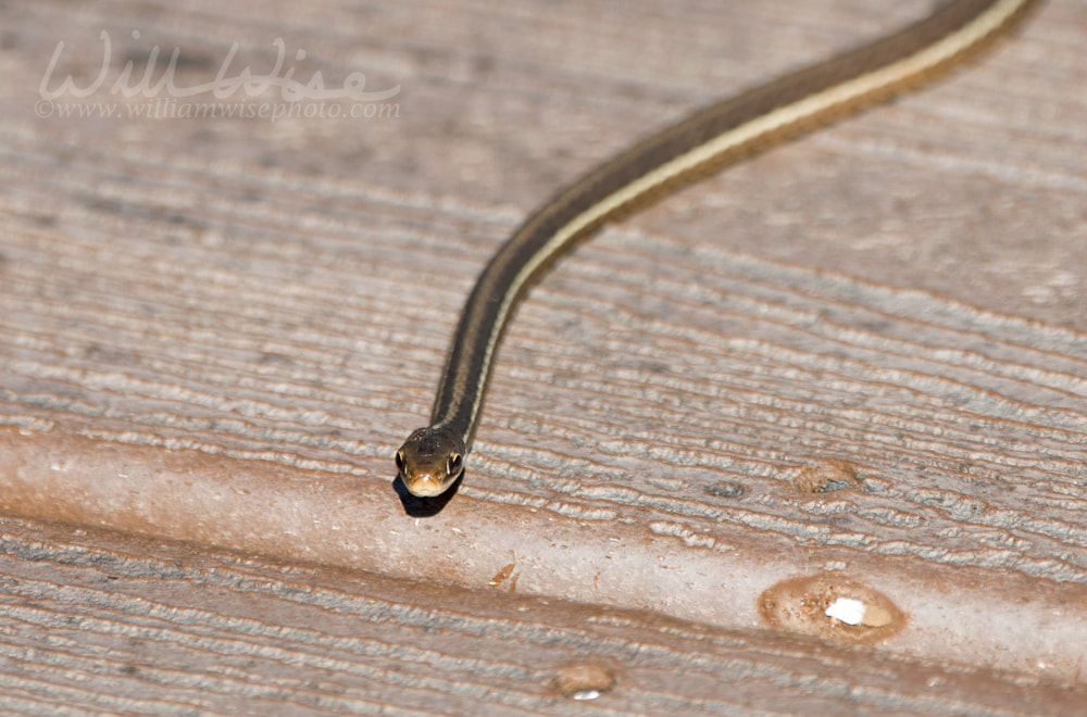 Okefenokee Eastern Ribbon Snake Picture