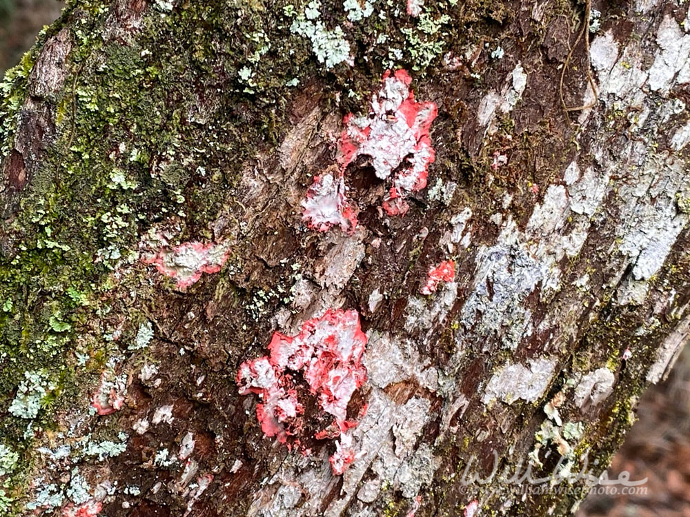 Christmas lichen on a tree in the Okefenokee Swamp Picture