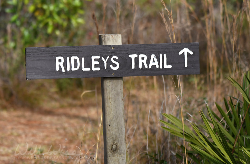 Ridleys Trail hiking directional sign on Chesser Island in the Okefenokee Swamp Picture