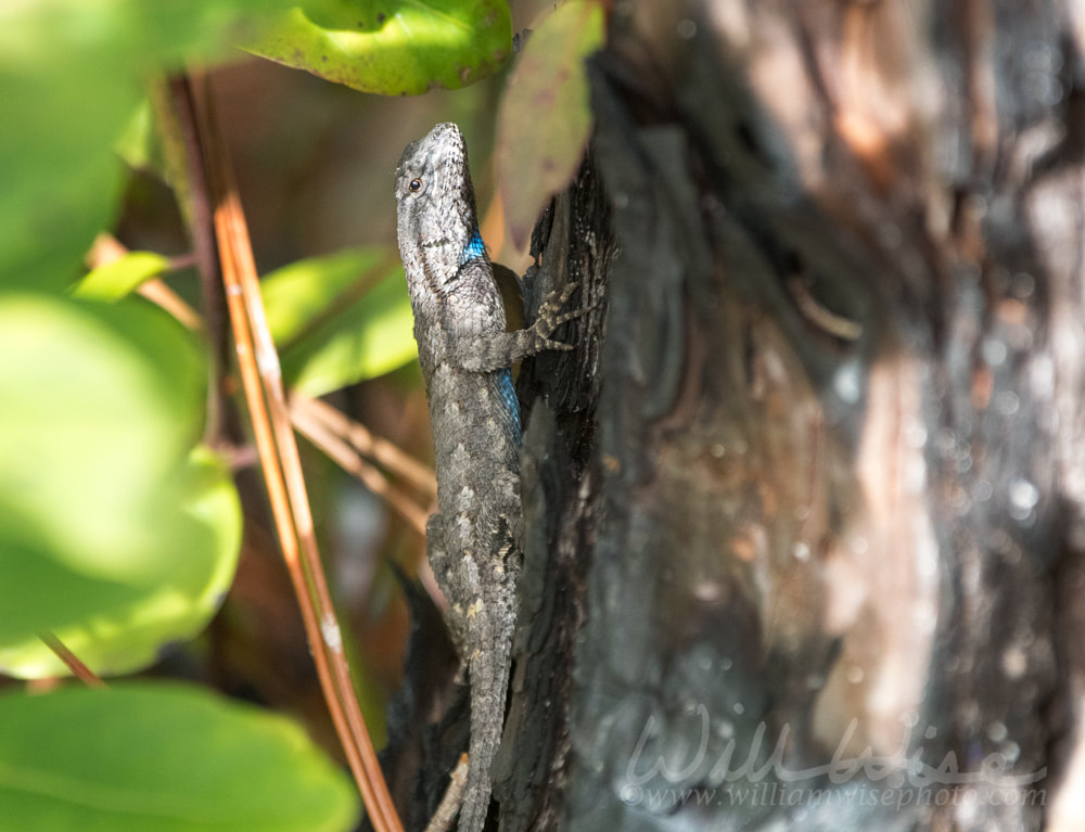 Eastern Fence Lizard in the Okefenokee Swamp Picture