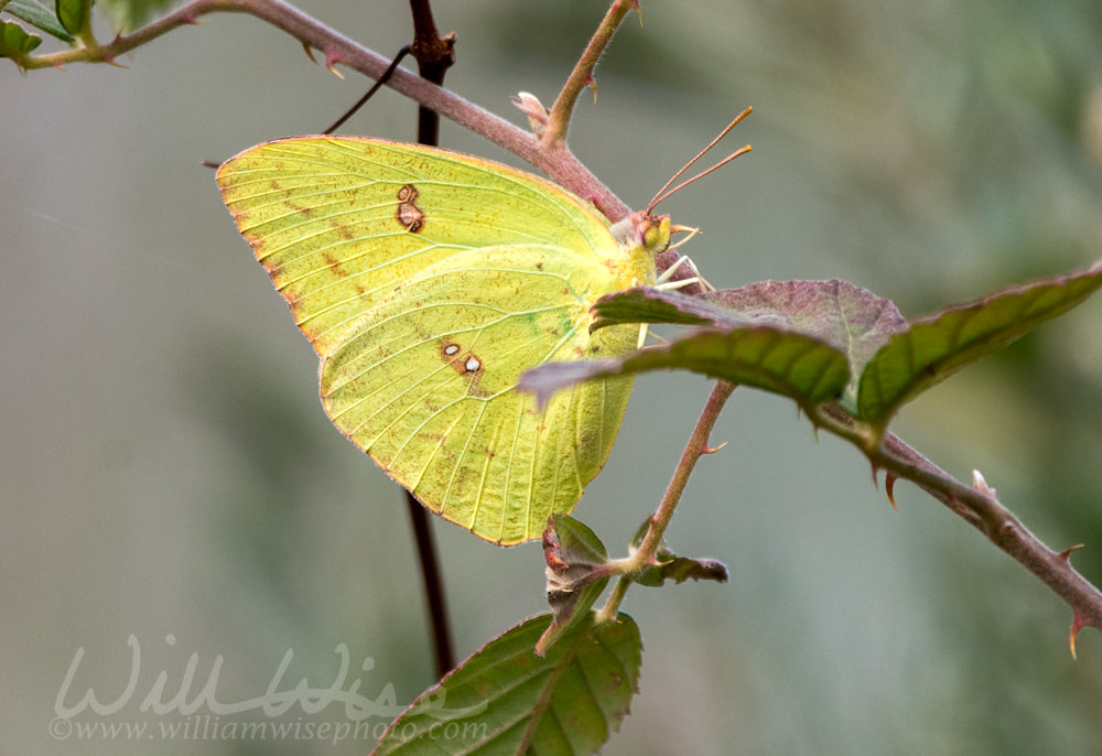 Cloudless Sulphur Butterfly in the Okefenokee Swamp Picture