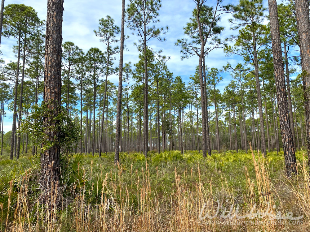 Upland Pine Habitat of Chesser Island, Okefenokee Swamp Picture