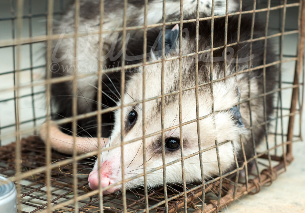 Virginia Opossum nuisance wildlife trapped in humane box trap Picture
