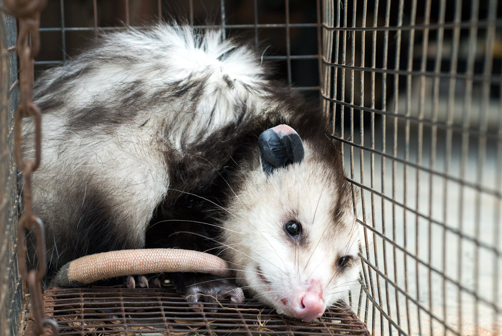 Virginia Opossum nuisance wildlife trapped in humane box trap Picture