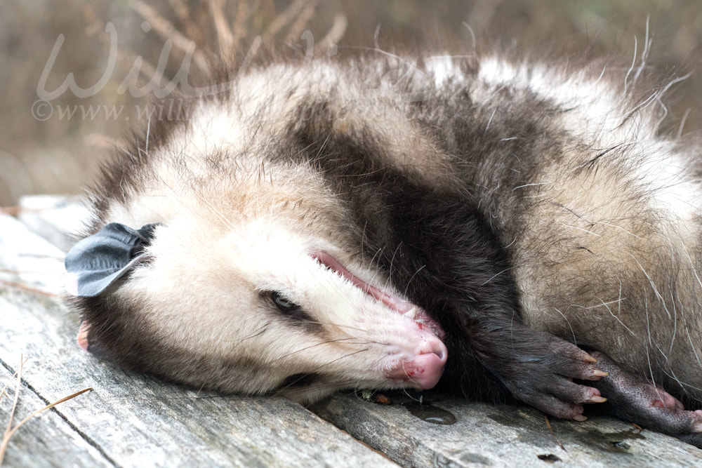  Virginia Opossum acting dead also known as playing possum Picture