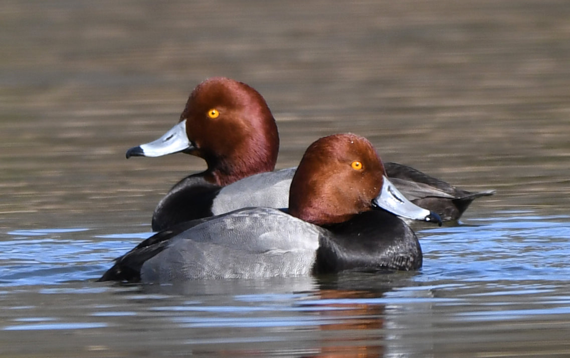 Redhead duck drake Picture