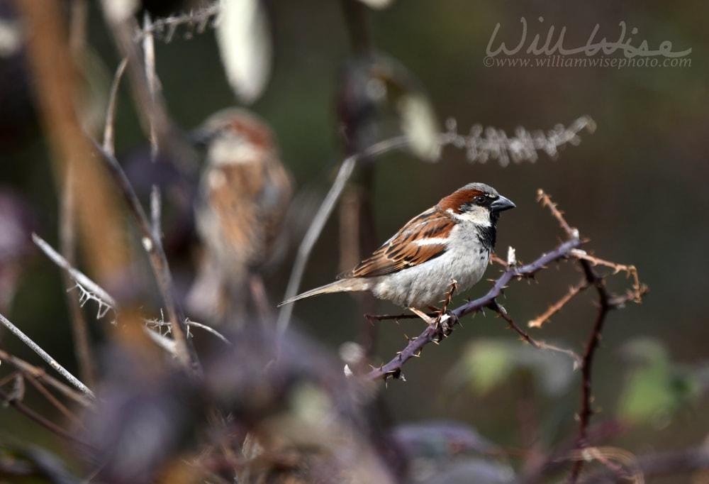 Male House Sparrow Georgia birding photography Picture