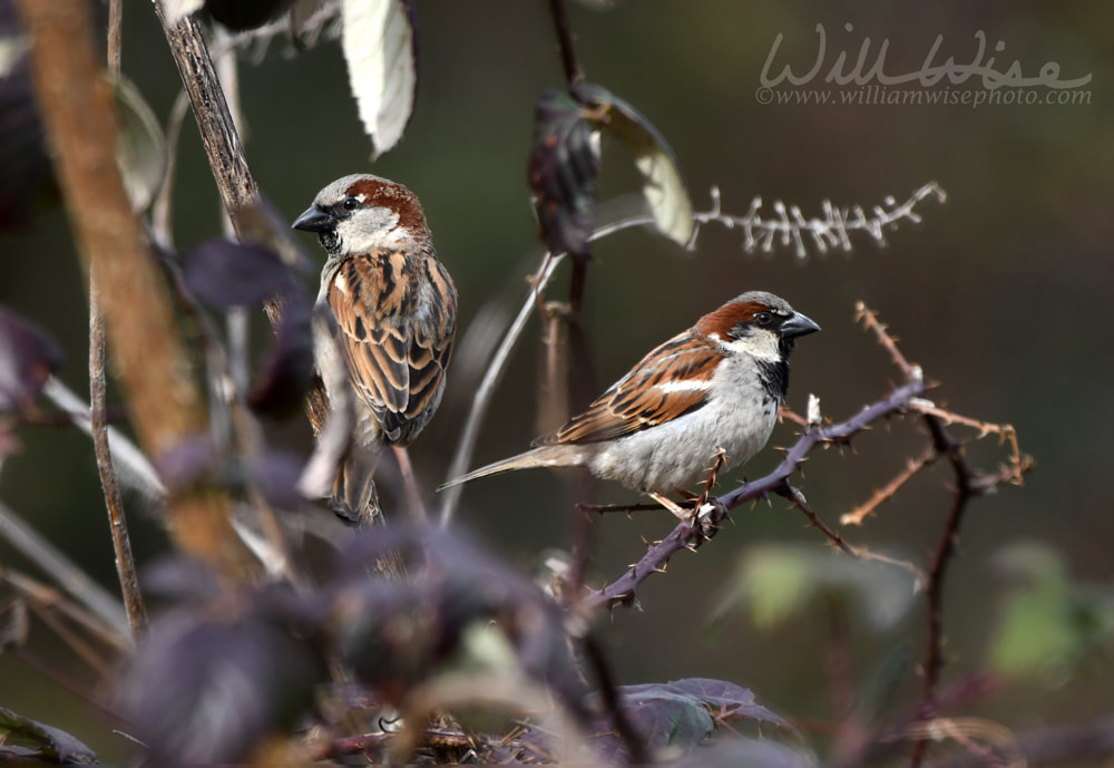 Two male House Sparrows focus stack birding photography Picture