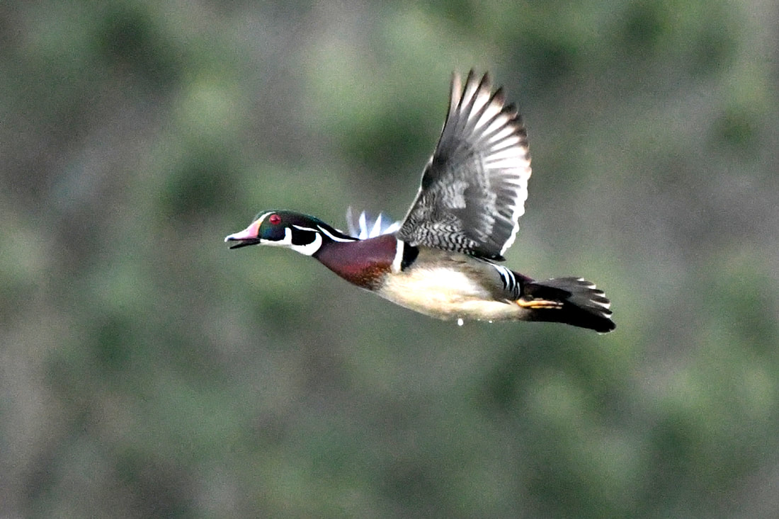 Wood Duck Picture