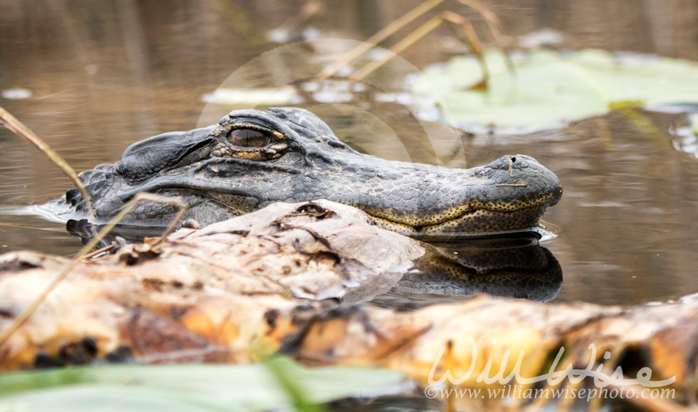 American Alligator hiding in swamp vegetation Picture