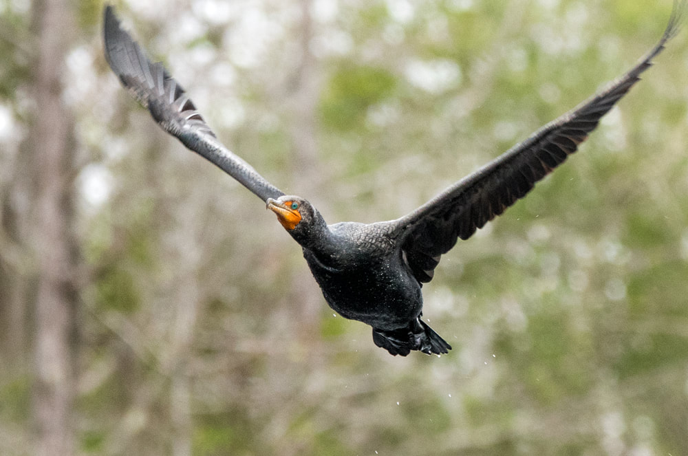 Flying Double Crested Cormorant Okefenokee Picture