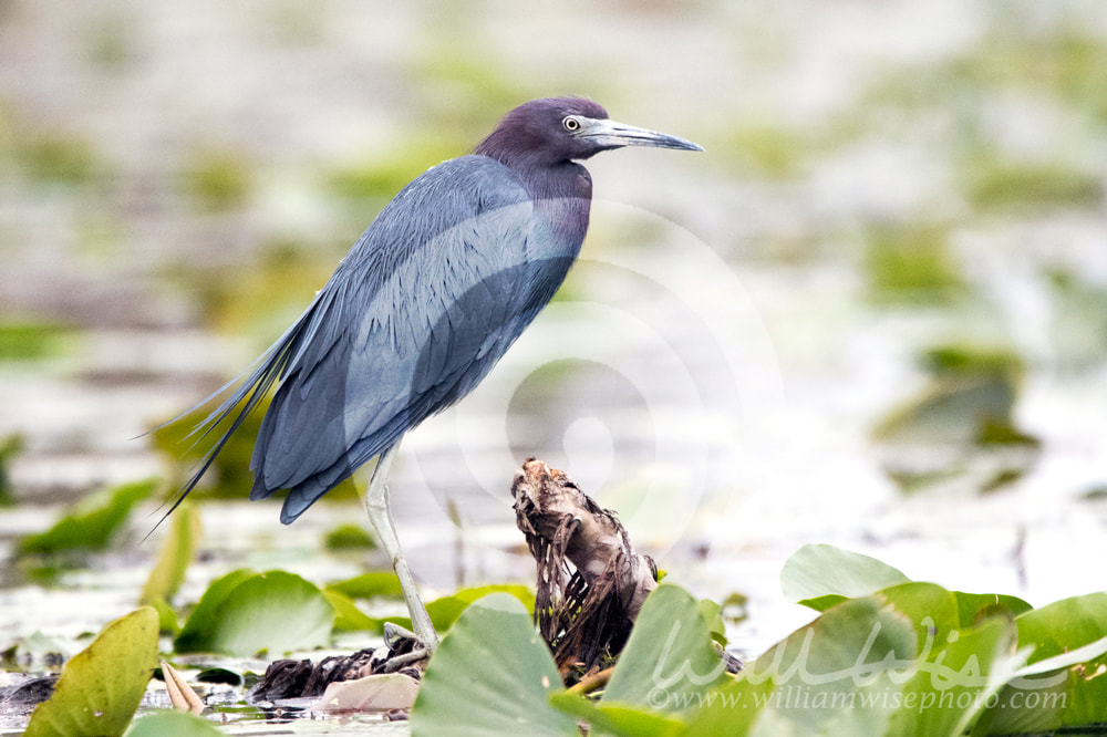Little Blue Heron on swamp spatterdock lily pads Picture