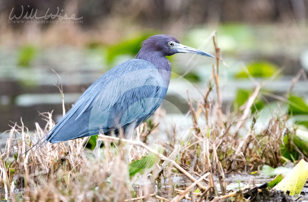 Little Blue Heron on marsh grass Picture