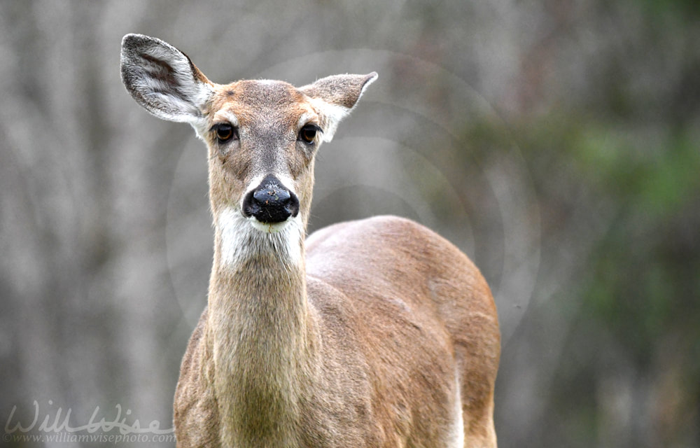 White-tailed Deer doe close up portrait Picture