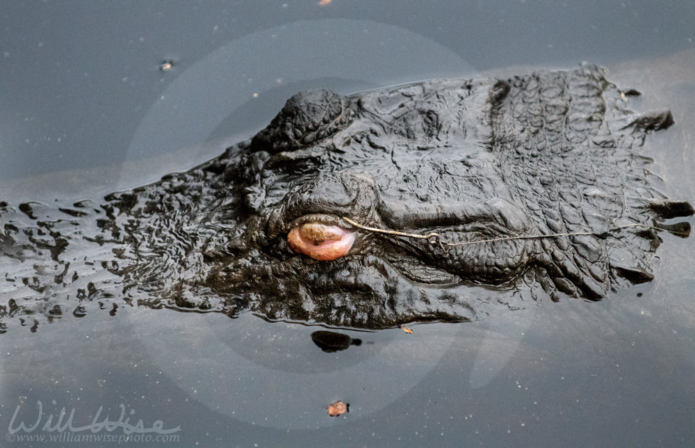 Alligator with fish hook stuck in eye Picture