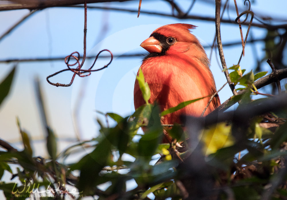 Red male Northern Cardinal perched in a tree at sunrise Picture