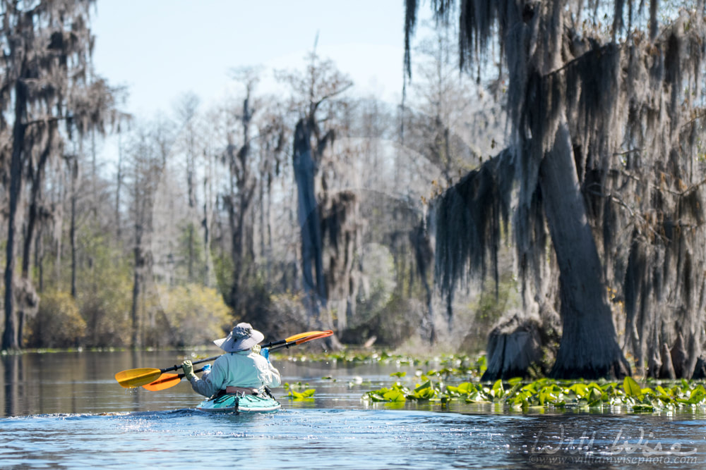 Kayak Swamp Picture