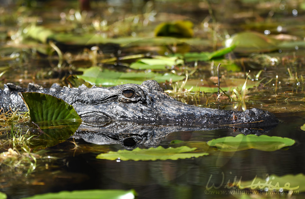 Okefenokee Alligator Picture