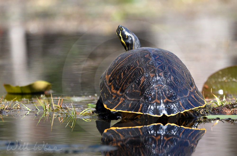River Cooter turtle in the Okefenokee Swamp, Georiga Picture