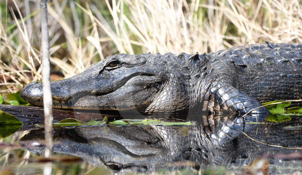 Large American Alligator basking in the sun in the Okefenokee Swamp, Georgia Picture