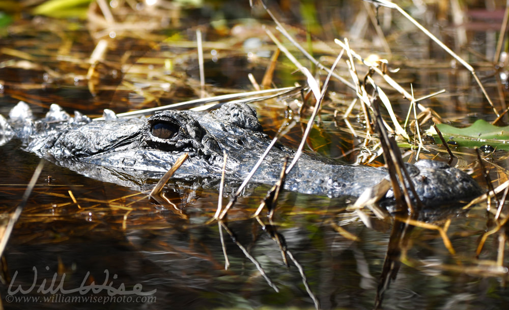 Large American Alligator submerged in the Okefenokee Swamp, Georgia Picture