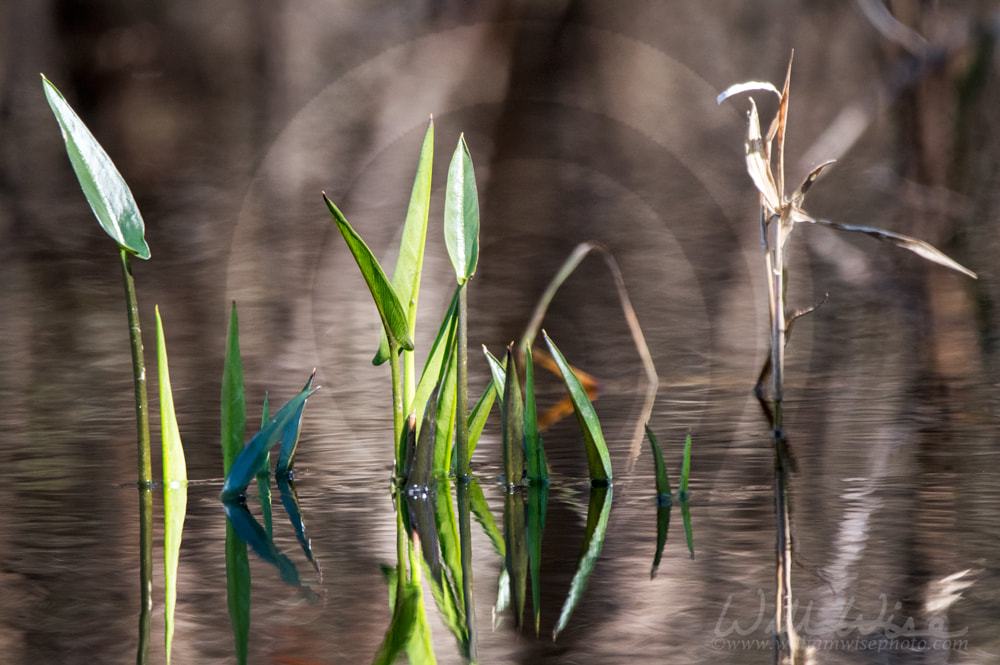  Pickerelweed plant rising above tannin blackwater of the Okefenokee Swamp Picture