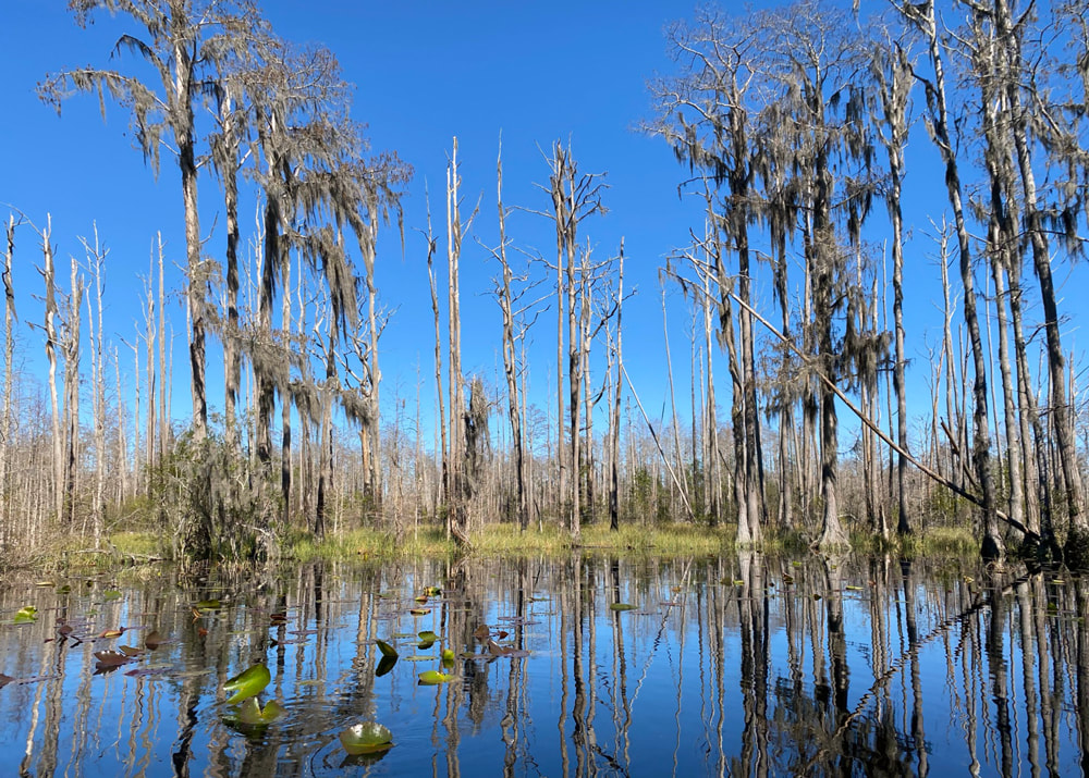 Okefenokee Swamp Picture