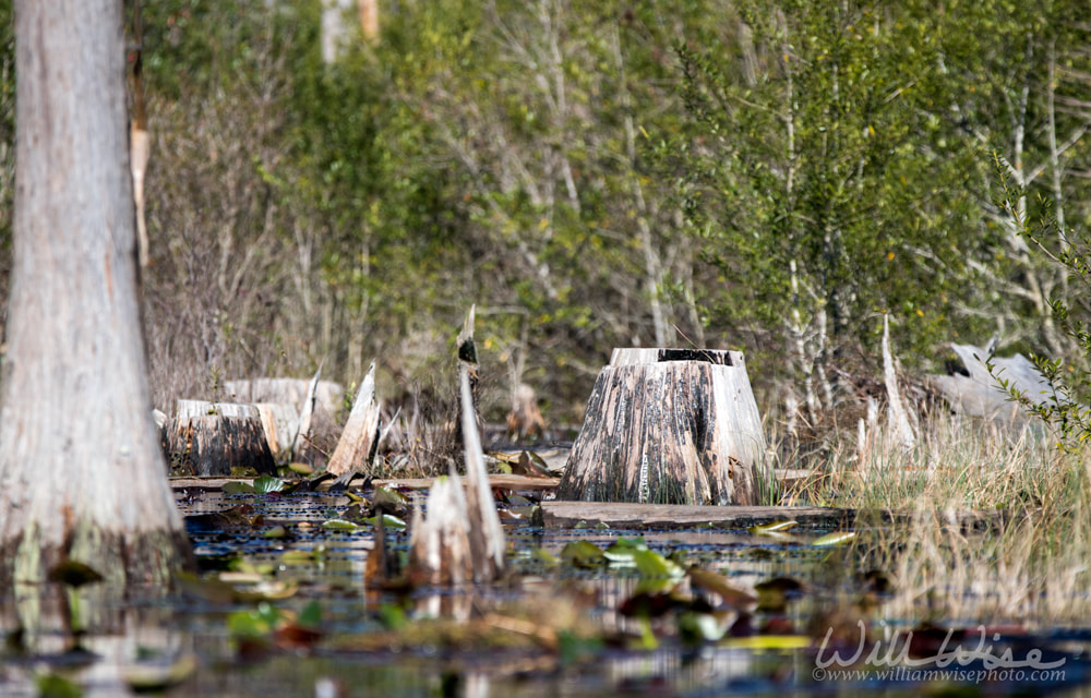 Cypress Stumps Okefenokee Swamp Picture