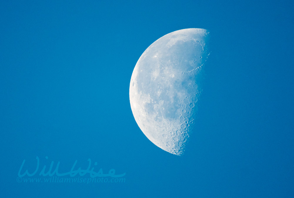Morning waning gibbous moon over the Okefenokee Swamp Picture