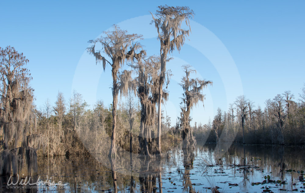 Tall Cypress Trees covered in Spanish Moss in the waters of the Okefenokee Swamp Picture