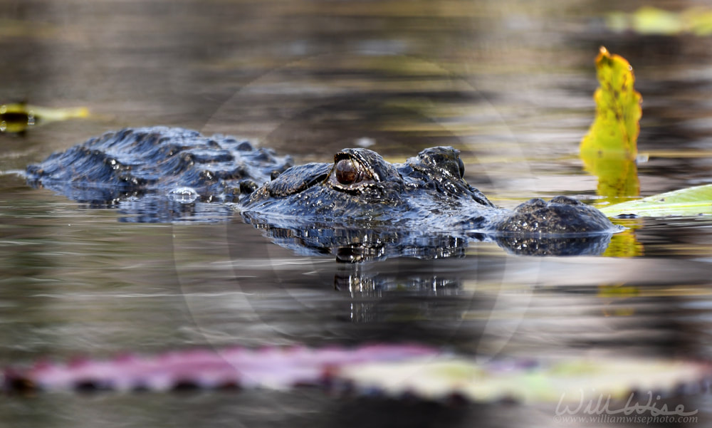 American Alligator swimming in the Okefenokee National Wildlife Refuge, Georgia Picture