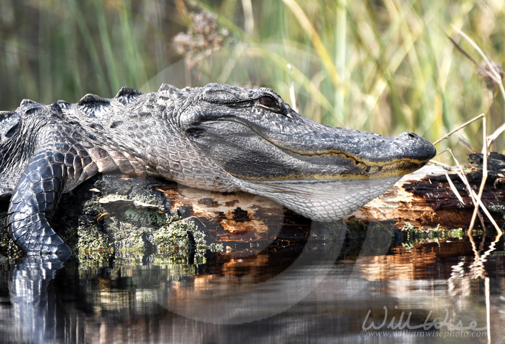Large basking American Alligator gaping throat pouch; Okefenokee Swamp National Wildlife Refuge, Georgia USA Picture