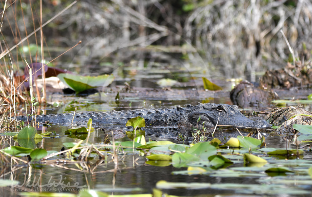 Large basking American Alligator on a log at the Big Water Lake; Okefenokee Swamp National Wildlife Refuge, Georgia USA Picture