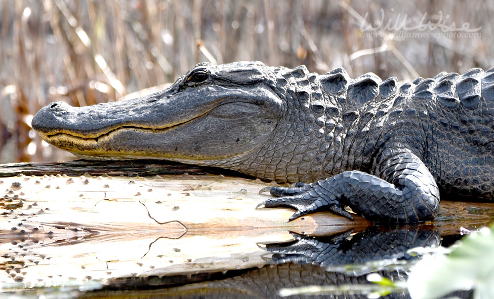 Okefenokee Swamp Alligator Picture