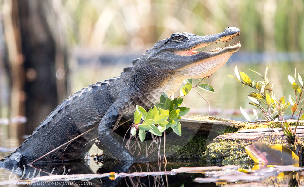 American Alligator gaping mouth in hot sun in Okefenokee Swamp Picture