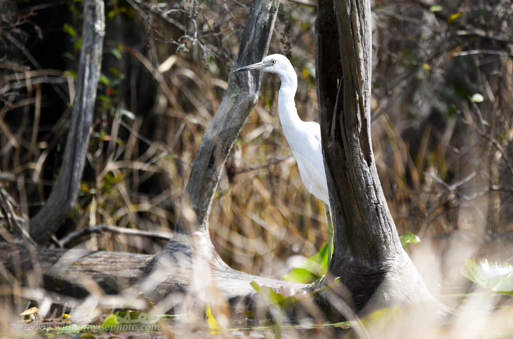 Little Blue Heron in white juvenile plumage hiding in the swamp Picture