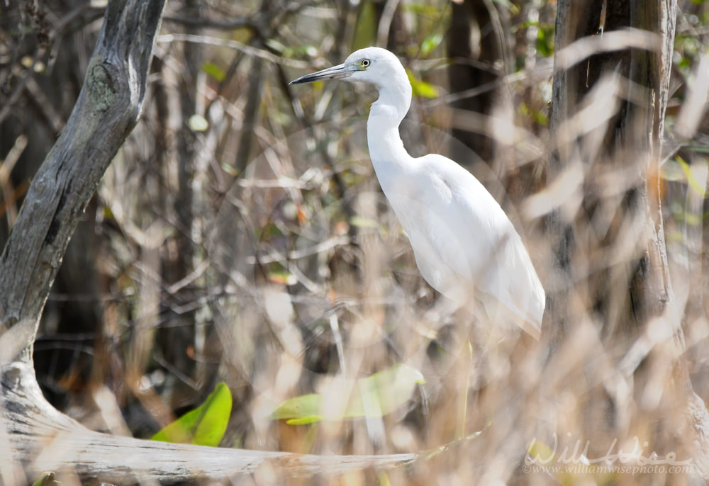 Little Blue Heron in white juvenile plumage hiding in the swamp Picture