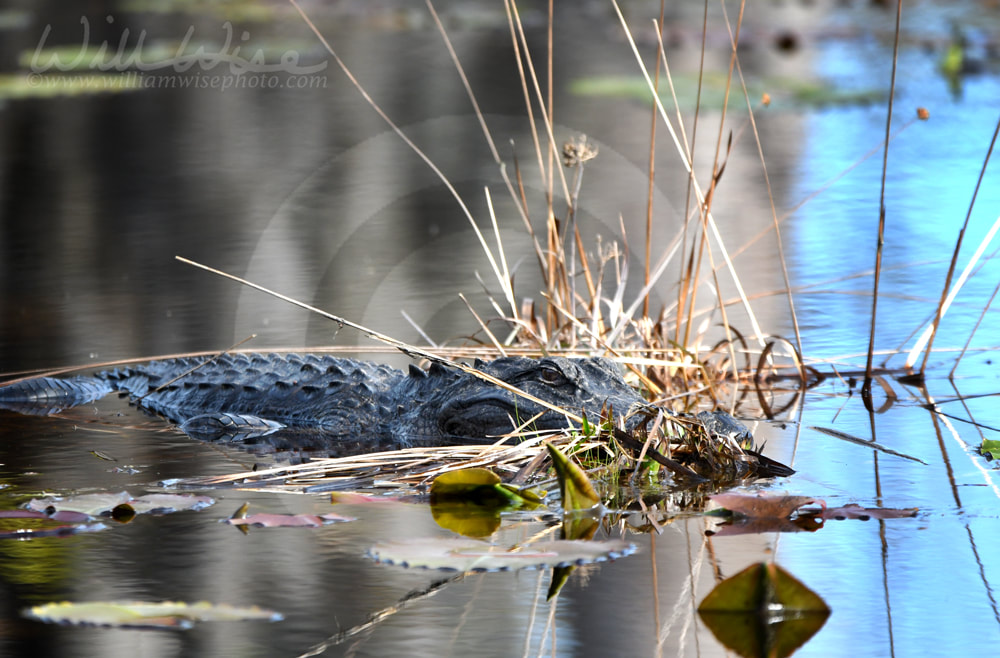 American Alligator lurking in the swamp water at the Big Water shelter in the Okefenokee Swamp Picture