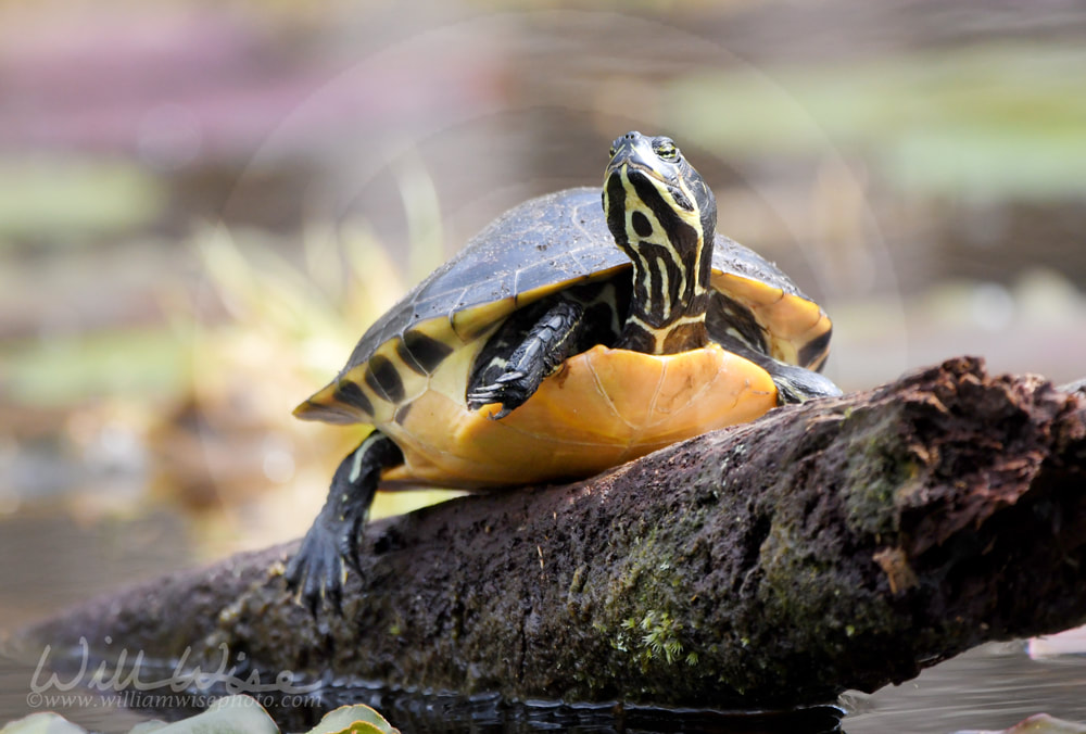 River Cooter Turtle on a log in the Okefenokee Swamp Picture